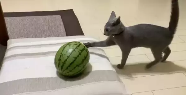 「「敵はスイカ」子猫の“慎重すぎる戦い”　ビビりながら挑む姿に反響」の画像