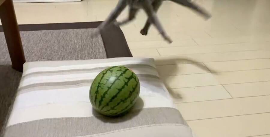 「敵はスイカ」子猫の“慎重すぎる戦い”　ビビりながら挑む姿に反響