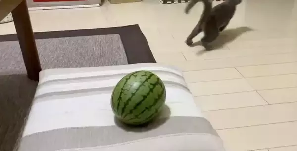 「「敵はスイカ」子猫の“慎重すぎる戦い”　ビビりながら挑む姿に反響」の画像