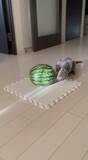 「「敵はスイカ」子猫の“慎重すぎる戦い”　ビビりながら挑む姿に反響」の画像6