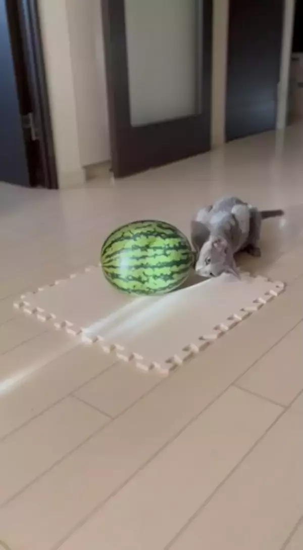 「「敵はスイカ」子猫の“慎重すぎる戦い”　ビビりながら挑む姿に反響」の画像