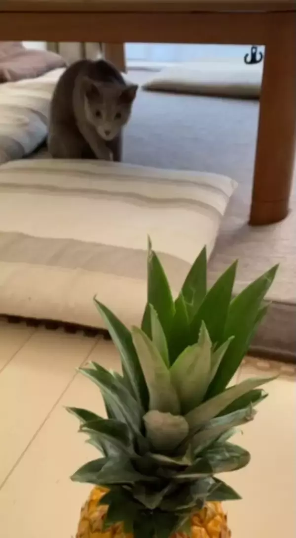 「「敵はスイカ」子猫の“慎重すぎる戦い”　ビビりながら挑む姿に反響」の画像