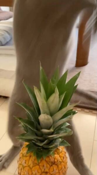 「敵はスイカ」子猫の“慎重すぎる戦い”　ビビりながら挑む姿に反響