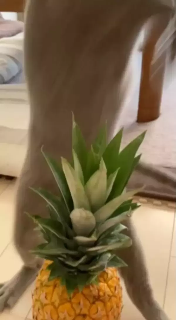 「「敵はスイカ」子猫の“慎重すぎる戦い”　ビビりながら挑む姿に反響」の画像