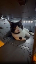 ホワイトベースに“猫艦長”現る　精密模型でくつろぐ姿に「かわいい」と「ヒヤヒヤ」