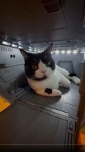 ホワイトベースに“猫艦長”現る　精密模型でくつろぐ姿に「かわいい」と「ヒヤヒヤ」