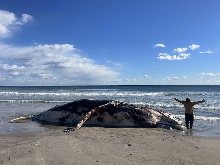 漂着物だけで朝鮮将棋の駒をコンプリート！6年の海辺散策がもたらした“前人未到の成果”