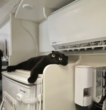 冷房の風が当たる「特等席」でくつろぐ猫ちゃん「ここが一番涼しいにゃ」
