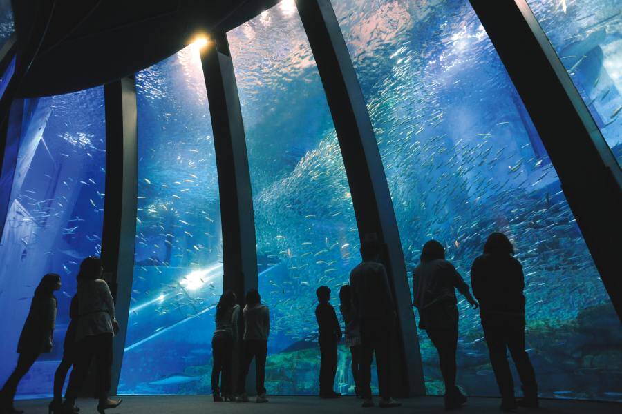 晴れでギャラ変動　マツケン×シーパラのGW企画がもはや令和のバグ