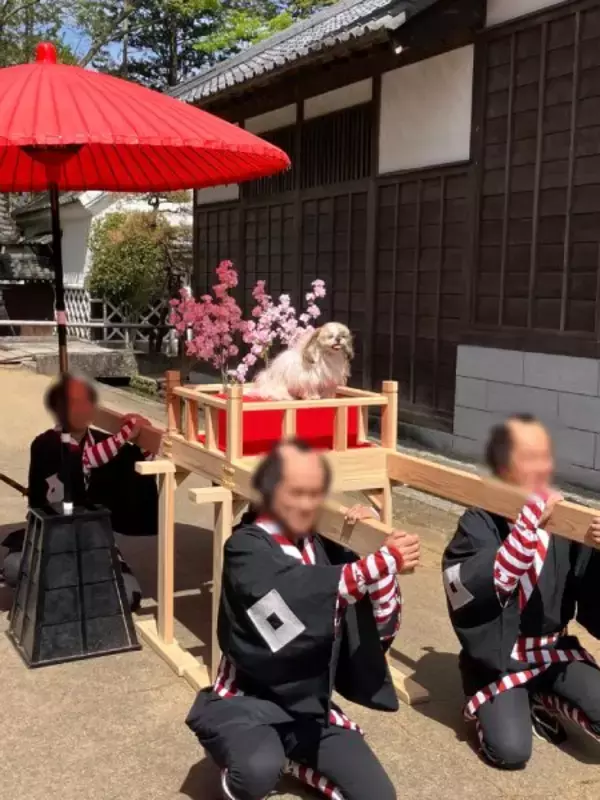 「お犬様のおなぁ～りぃ～！　御輿に乗ってご機嫌なシーズー」の画像