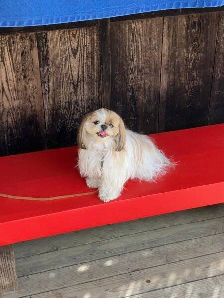 お犬様のおなぁ～りぃ～！　御輿に乗ってご機嫌なシーズー