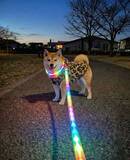 「柴犬が「鬼ギャル化」　ヒョウ柄ウェア＆虹色リードで早朝の街を闊歩」の画像1