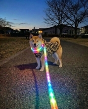 柴犬が「鬼ギャル化」　ヒョウ柄ウェア＆虹色リードで早朝の街を闊歩