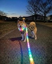 柴犬が「鬼ギャル化」　ヒョウ柄ウェア＆虹色リードで早朝の街を闊歩