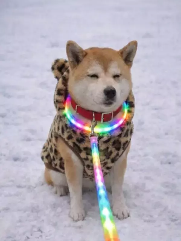 「柴犬が「鬼ギャル化」　ヒョウ柄ウェア＆虹色リードで早朝の街を闊歩」の画像