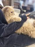 「飼い主さんを“ソファ化”　テレビを見る猫ちゃんのくつろぎ姿がかわいすぎる」の画像1