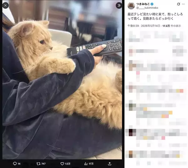「飼い主さんを“ソファ化”　テレビを見る猫ちゃんのくつろぎ姿がかわいすぎる」の画像