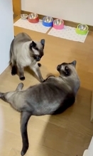 猫同士が一触即発！ピリピリした空気に“野次馬”猫たちが次々登場