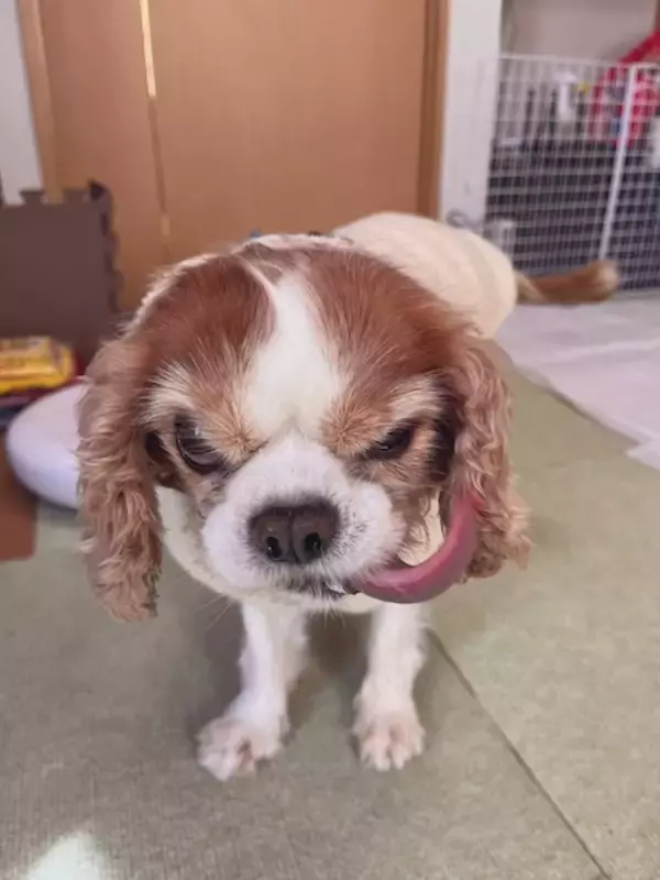 なんという極悪フェイス……！“ビビり”なキャバリアが見せる衝撃の表情