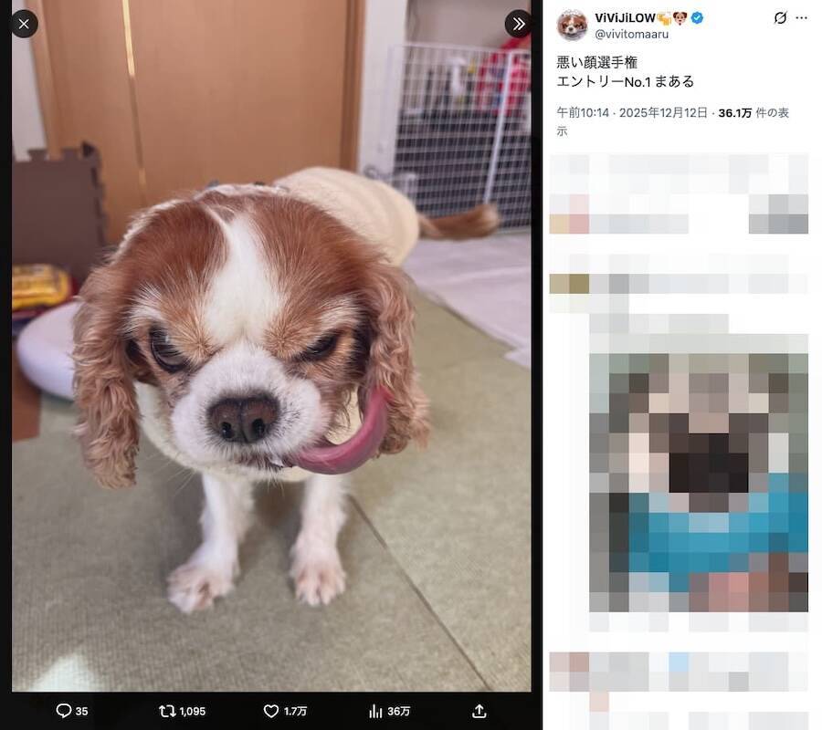 なんという極悪フェイス……！“ビビり”なキャバリアが見せる衝撃の表情