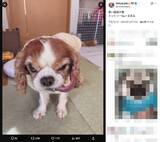 「なんという極悪フェイス……！“ビビり”なキャバリアが見せる衝撃の表情」の画像2