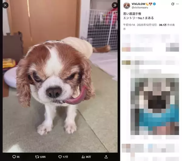 「なんという極悪フェイス……！“ビビり”なキャバリアが見せる衝撃の表情」の画像