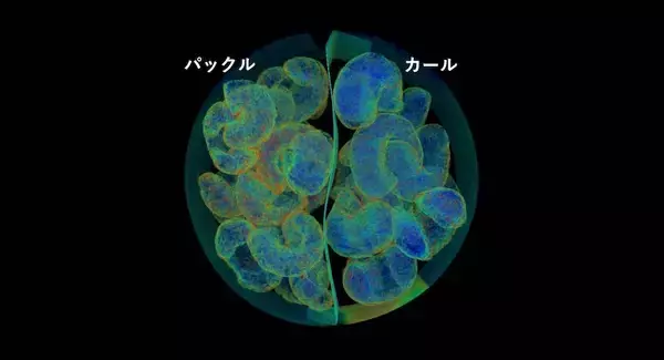 「カールとパックル、混ざったら詰む問題→X線CTにかけた結果こうなる」の画像
