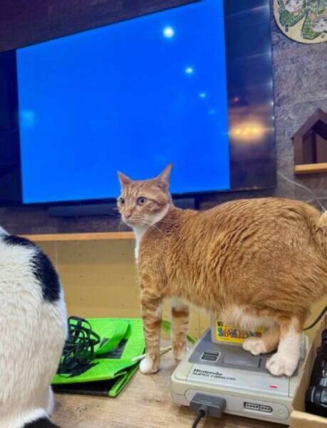 令和に蘇るレトロゲームあるある　スーファミリセット猫にほっこり