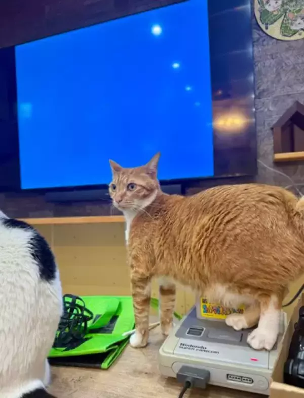 「令和に蘇るレトロゲームあるある　スーファミリセット猫にほっこり」の画像