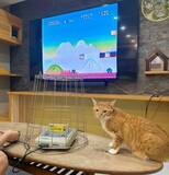 「令和に蘇るレトロゲームあるある　スーファミリセット猫にほっこり」の画像4
