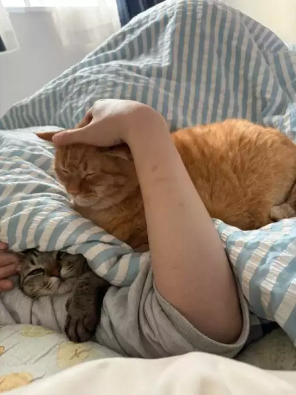 幸せが詰まった「猫バーガー」完成　布団を挟んでサンドされた2匹がかわいすぎる