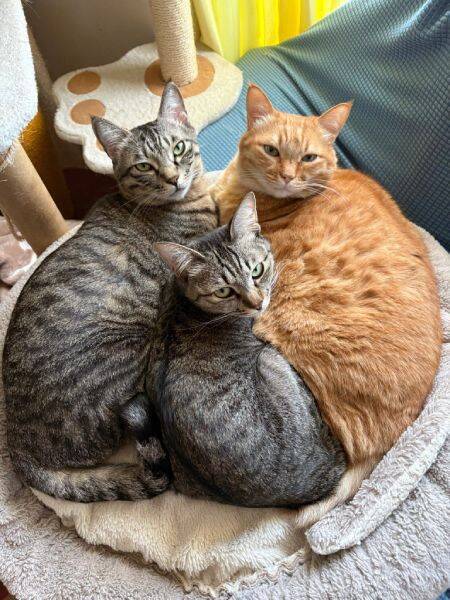 幸せが詰まった「猫バーガー」完成　布団を挟んでサンドされた2匹がかわいすぎる