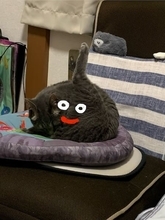 スライムかと思ったら猫だった　擬態の完成度が高すぎる