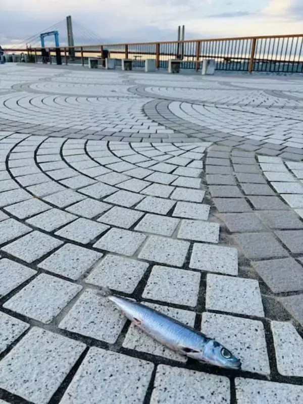 親方！空からイワシが！銚子の日常に紛れた不思議な光景