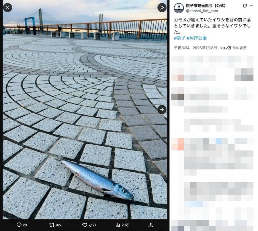 親方！空からイワシが！銚子の日常に紛れた不思議な光景