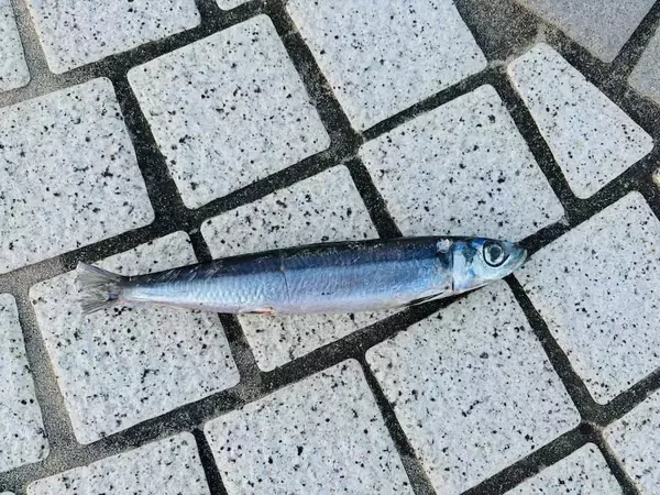 「親方！空からイワシが！銚子の日常に紛れた不思議な光景」の画像