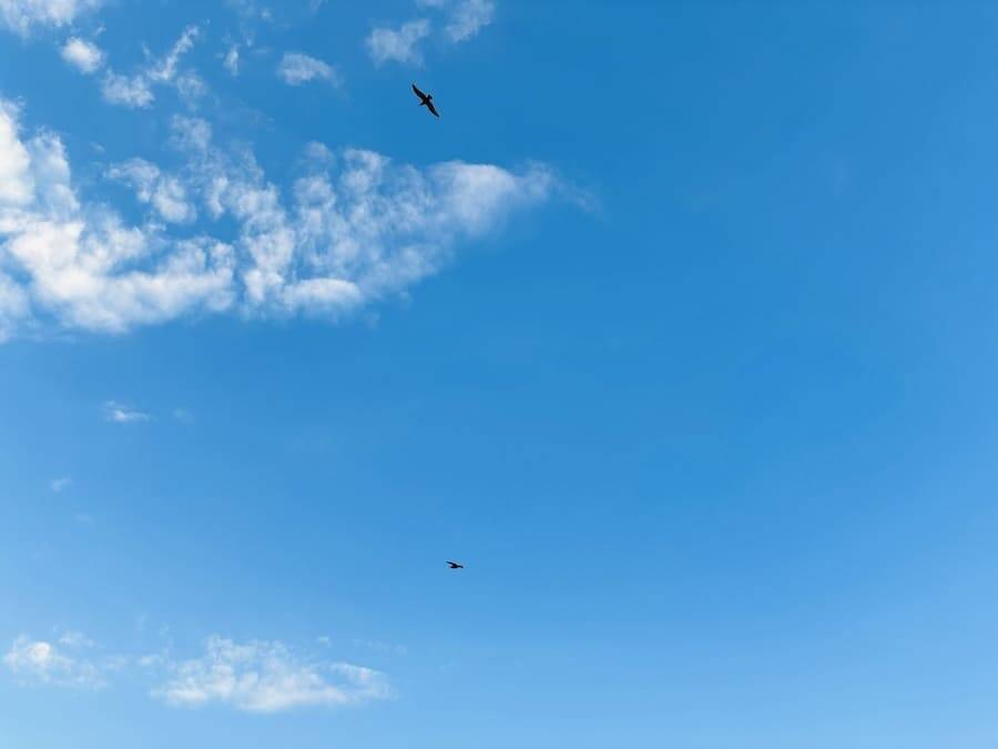 親方！空からイワシが！銚子の日常に紛れた不思議な光景