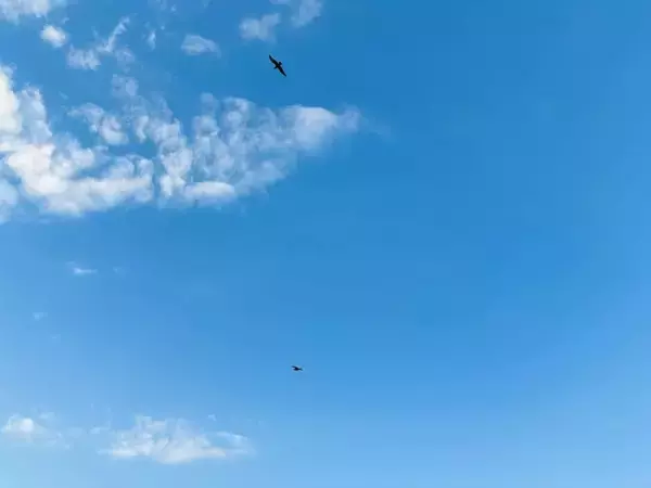 「親方！空からイワシが！銚子の日常に紛れた不思議な光景」の画像