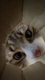 「猫が集まる穴に落ちた気分？　のぞき込む姿が可愛すぎる動画に反響」の画像1