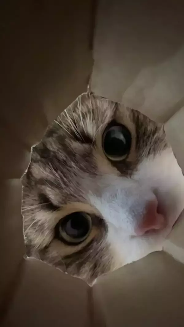 猫が集まる穴に落ちた気分？　のぞき込む姿が可愛すぎる動画に反響
