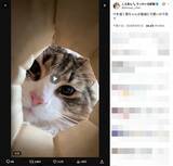 「猫が集まる穴に落ちた気分？　のぞき込む姿が可愛すぎる動画に反響」の画像2