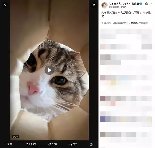 「猫が集まる穴に落ちた気分？　のぞき込む姿が可愛すぎる動画に反響」の画像