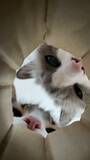 「猫が集まる穴に落ちた気分？　のぞき込む姿が可愛すぎる動画に反響」の画像3