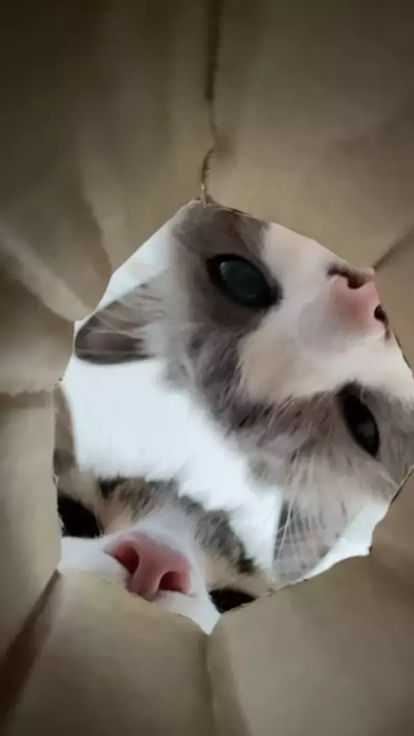 「猫が集まる穴に落ちた気分？　のぞき込む姿が可愛すぎる動画に反響」の画像