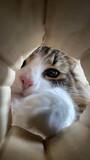 「猫が集まる穴に落ちた気分？　のぞき込む姿が可愛すぎる動画に反響」の画像4
