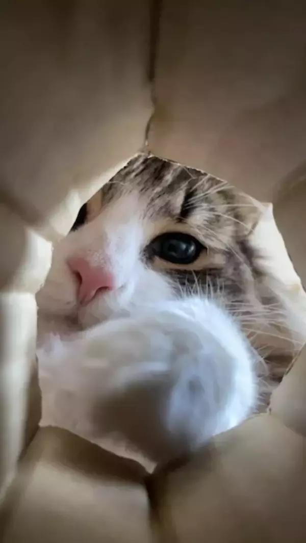 「猫が集まる穴に落ちた気分？　のぞき込む姿が可愛すぎる動画に反響」の画像