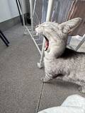 「物干し場で撮れた1枚　ウサギに見える猫のあくび姿が話題」の画像1