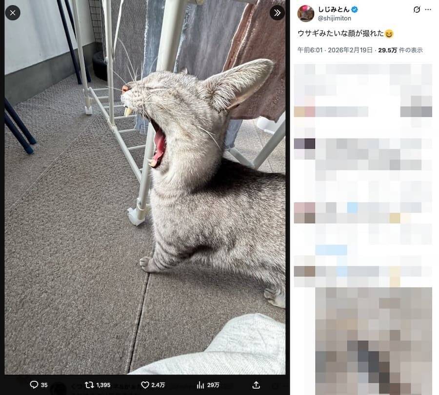 物干し場で撮れた1枚　ウサギに見える猫のあくび姿が話題