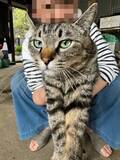 「でかっ！おばあちゃんの膝で甘える猫　錯覚が生んだ“巨大猫”ショットに驚き」の画像1