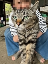 でかっ！おばあちゃんの膝で甘える猫　錯覚が生んだ“巨大猫”ショットに驚き